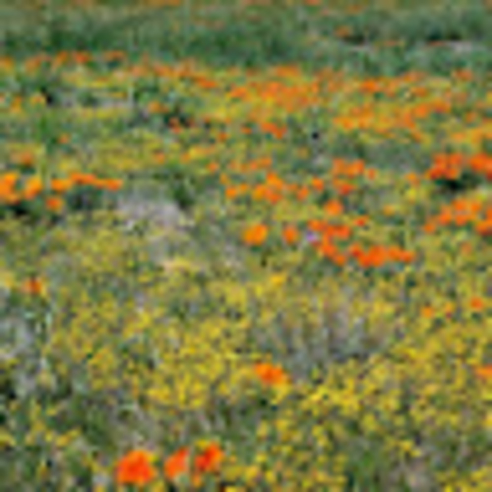 Meet your Posher, Himani